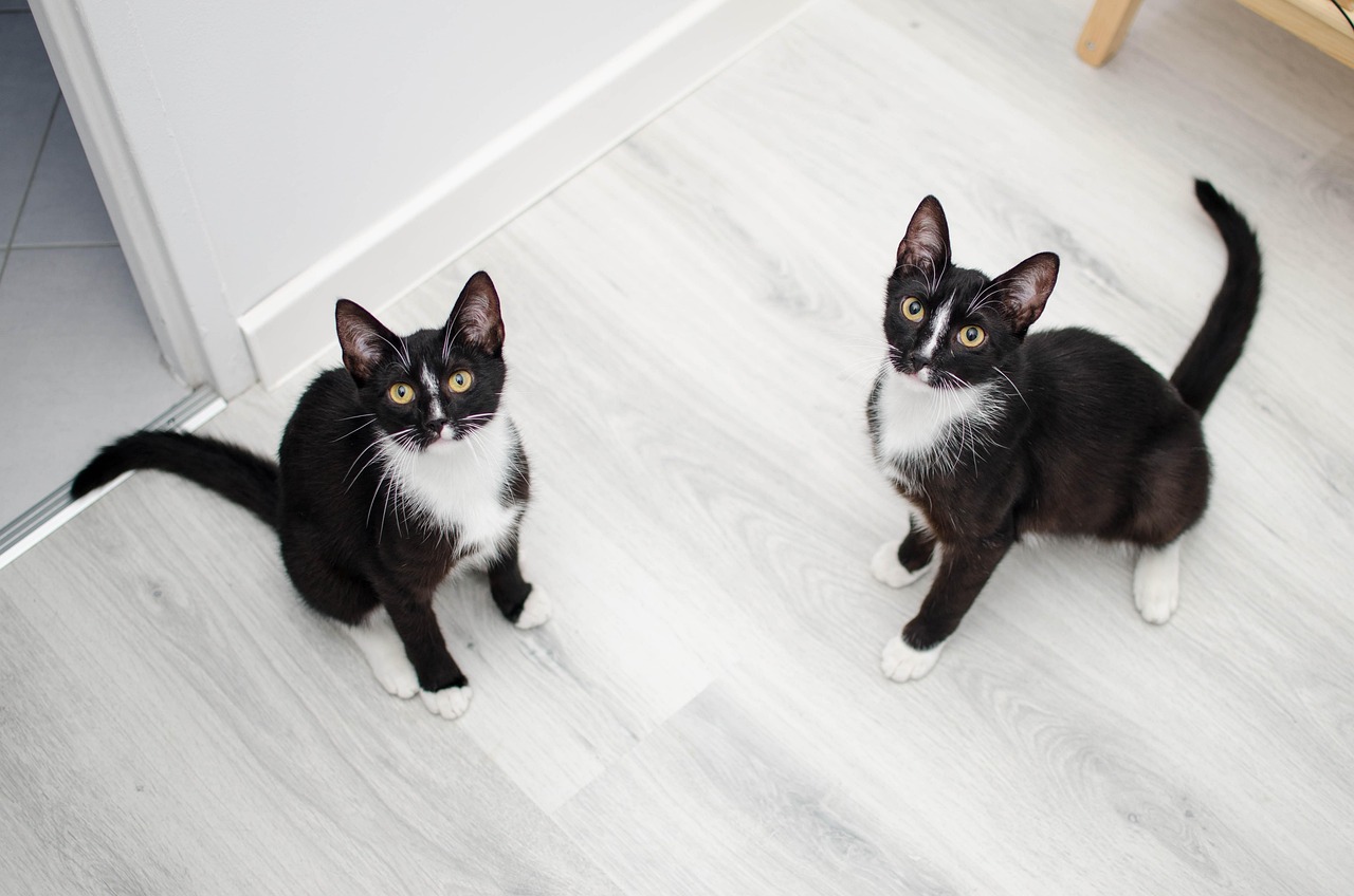 cats, domestic cat, cat, pets, sitting cat, dachowce, a well-groomed cat, kittens