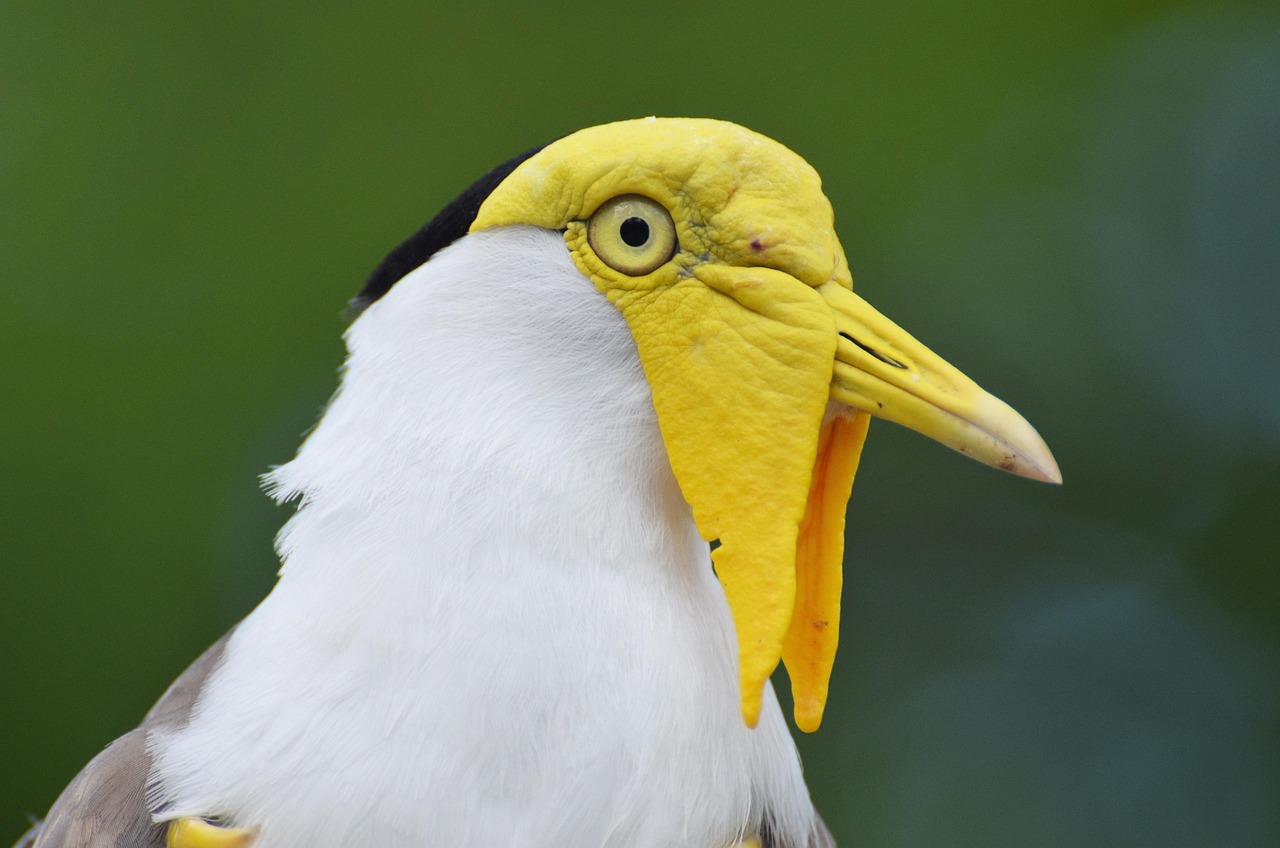 lapwing masked australian, vanellus miles, bird, exotic bird, yellow-headed bird, zoo, animals, ornithology, colorful, color, feathers, nature, plumage, yellow, wild animal, yellow headed bird, beak, yellow beak, lapwing, crete, bird park, tight