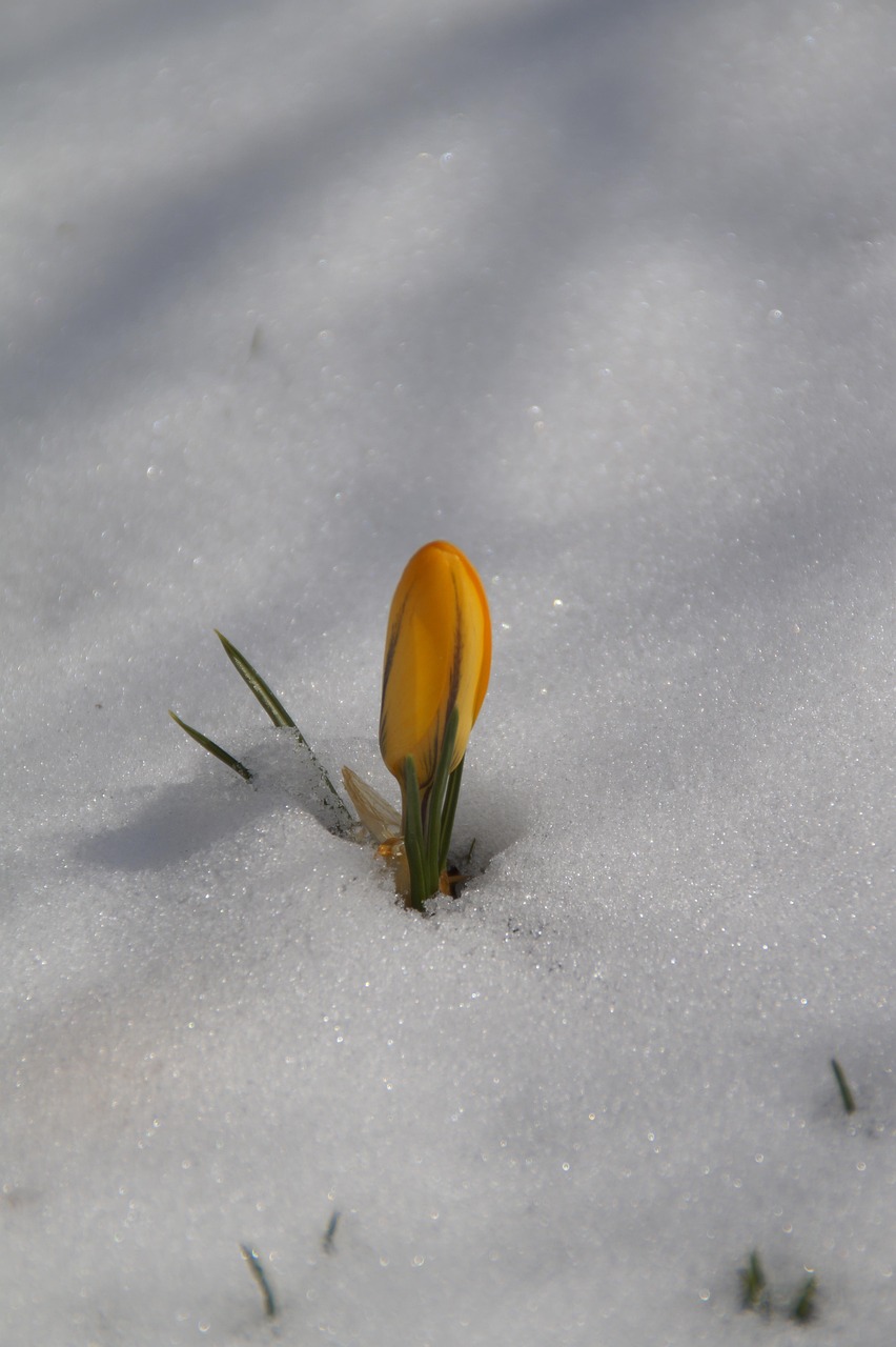 nature, a, flower, plant, season, crocus, snow, end of winter, beginning of spring, spring awakening, cold, early bloomer, yellow crocus, crocuses, in the snow, blossom, bloom, bloom, new beginning, defiant, individually, inhospitable, coldsnap, easter, march, lonely, alone, resist, defy
