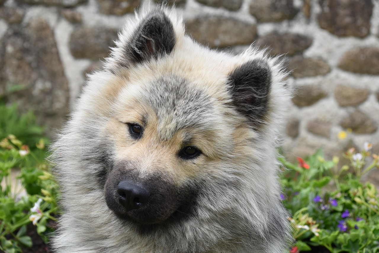 dog, dog eurasier, dog olaf blue, animal, young dog, canine, doggie, companion, male, portrait eurasier, black muzzle, black mask, adorable, mascot