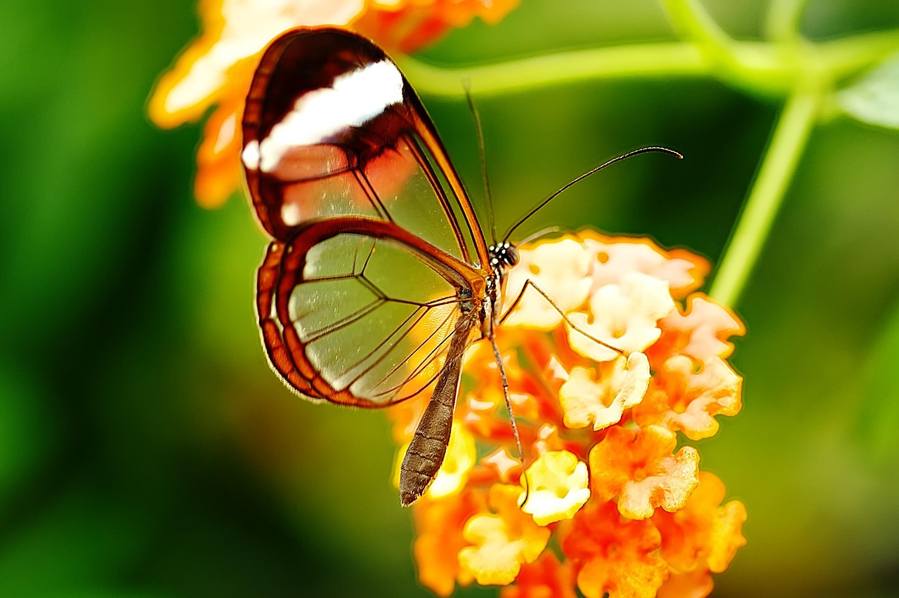 butterfly, insect, nature, animal, spring, macro, flower, wing, few, wildlife, summer, close up, colorful, edelfalter, background, greta morgane, creative, green, orange
