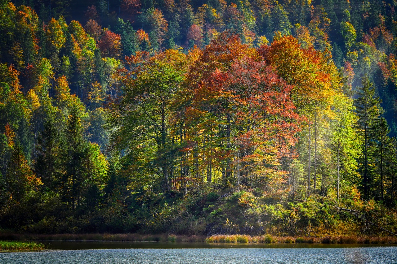 forest, leaves, mountains, autumn, nature, fall foliage, lake, water, bank, clouds
