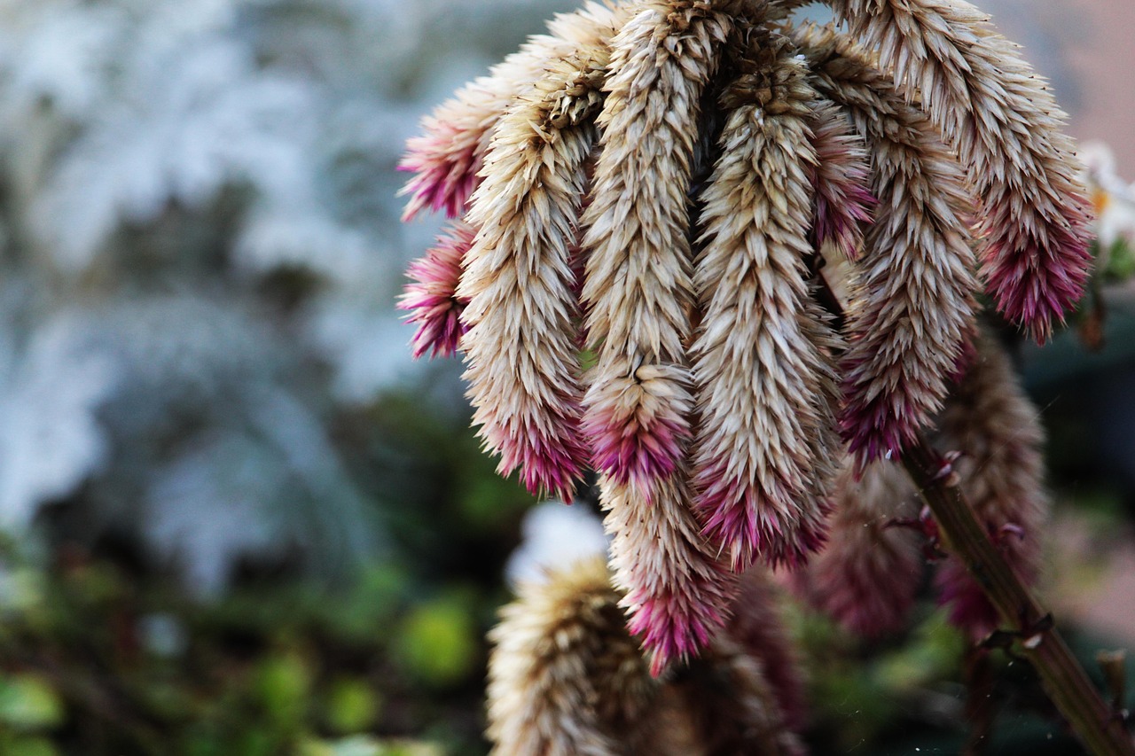 amaranth, plant, botany, fall, nature, flora, garden, natural, season, colour, beauty, environment