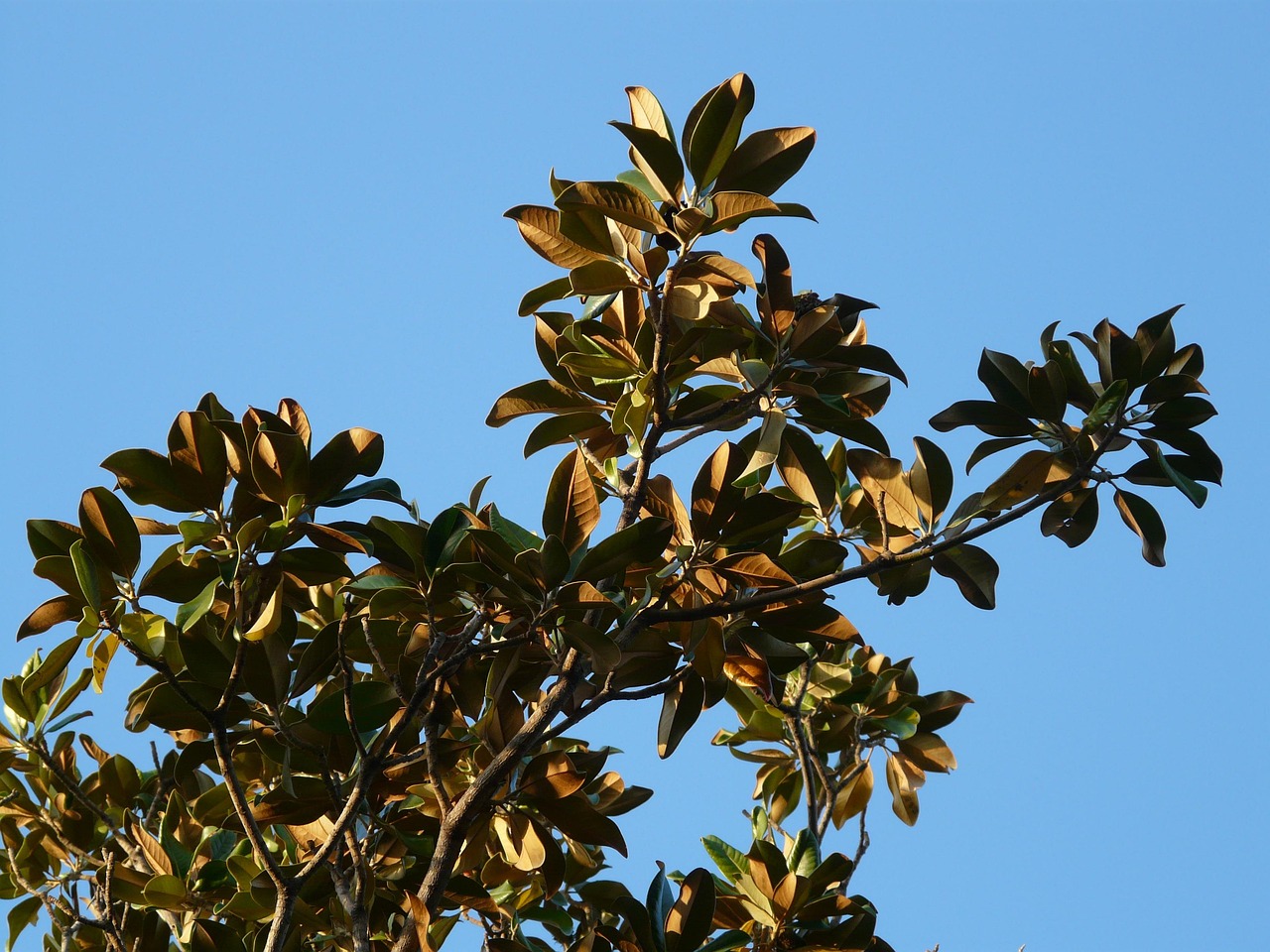 tree, leaves, magnolia, magnolia leaves, magnolia family, magnoliaceae