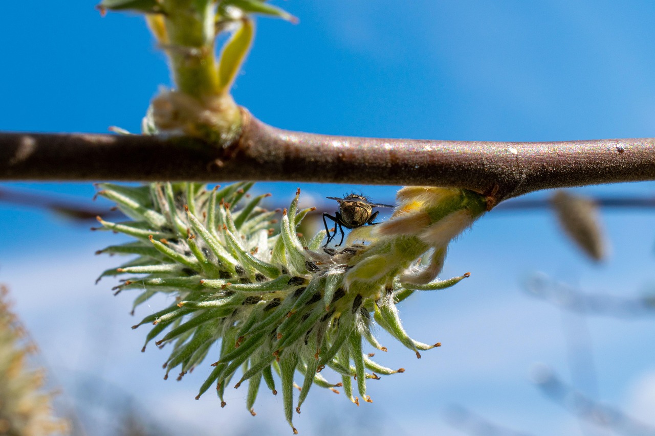 fly popo, fly, branch, insect, fly from the rear, scion, close up, macro