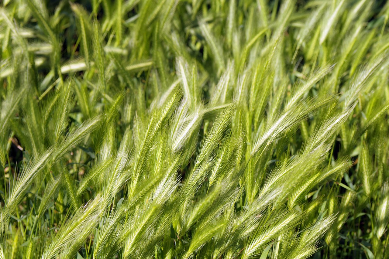ears of corn, cereals, harvest festival, barley, wheat, rye, wild grain, harvest, fields, village, seeds, the cultivation of, poland village