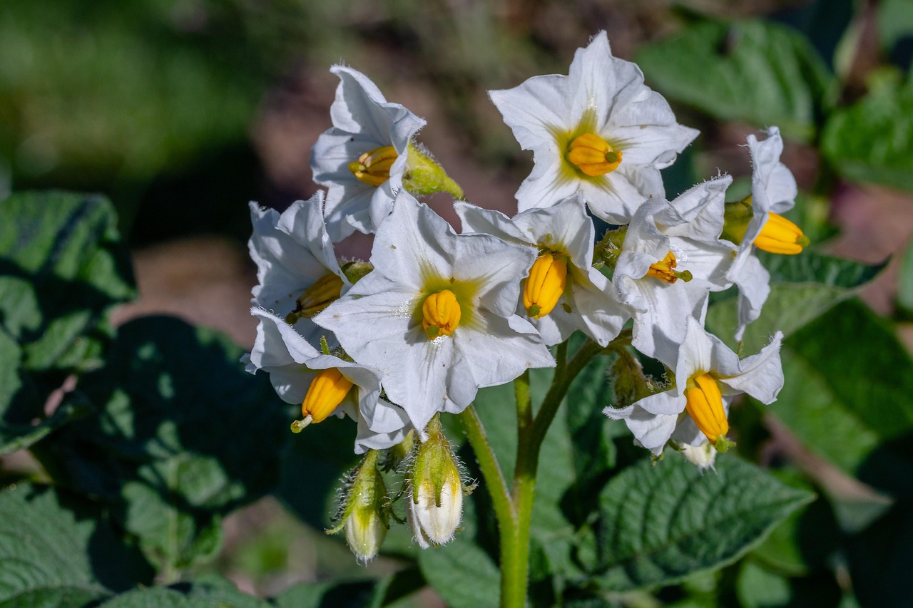 potato blossom, blossom, bloom, white, umbel, plant, nature, inflorescence, potato blossoms, earth apple, potato tree, potato flower, potato herb, crop
