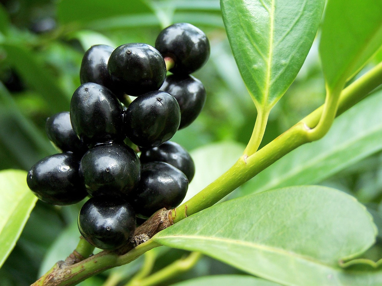 common ice cream, ligustrum vulgare, bluish black, berries, olive tree, shrub, bush, garden, nature, leaves, flora, foliage, ornamental plants, díszcserje, flower is fragrant, hedge, bitter taste, toxic, irritating leaf