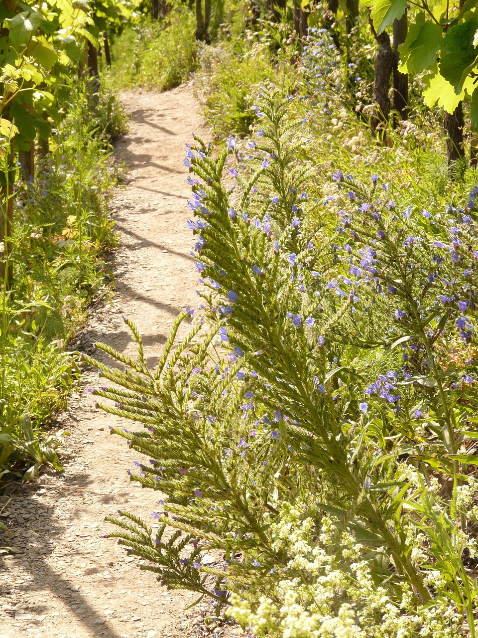 path, trail, vineyard, weinbergweg, common snake head, flower, blossom, bloom, snake head, blue, blue snake head, proud heinrich, echium vulgare, raublattgewächs, boraginaceae, blue heinrich, flora, wild plant