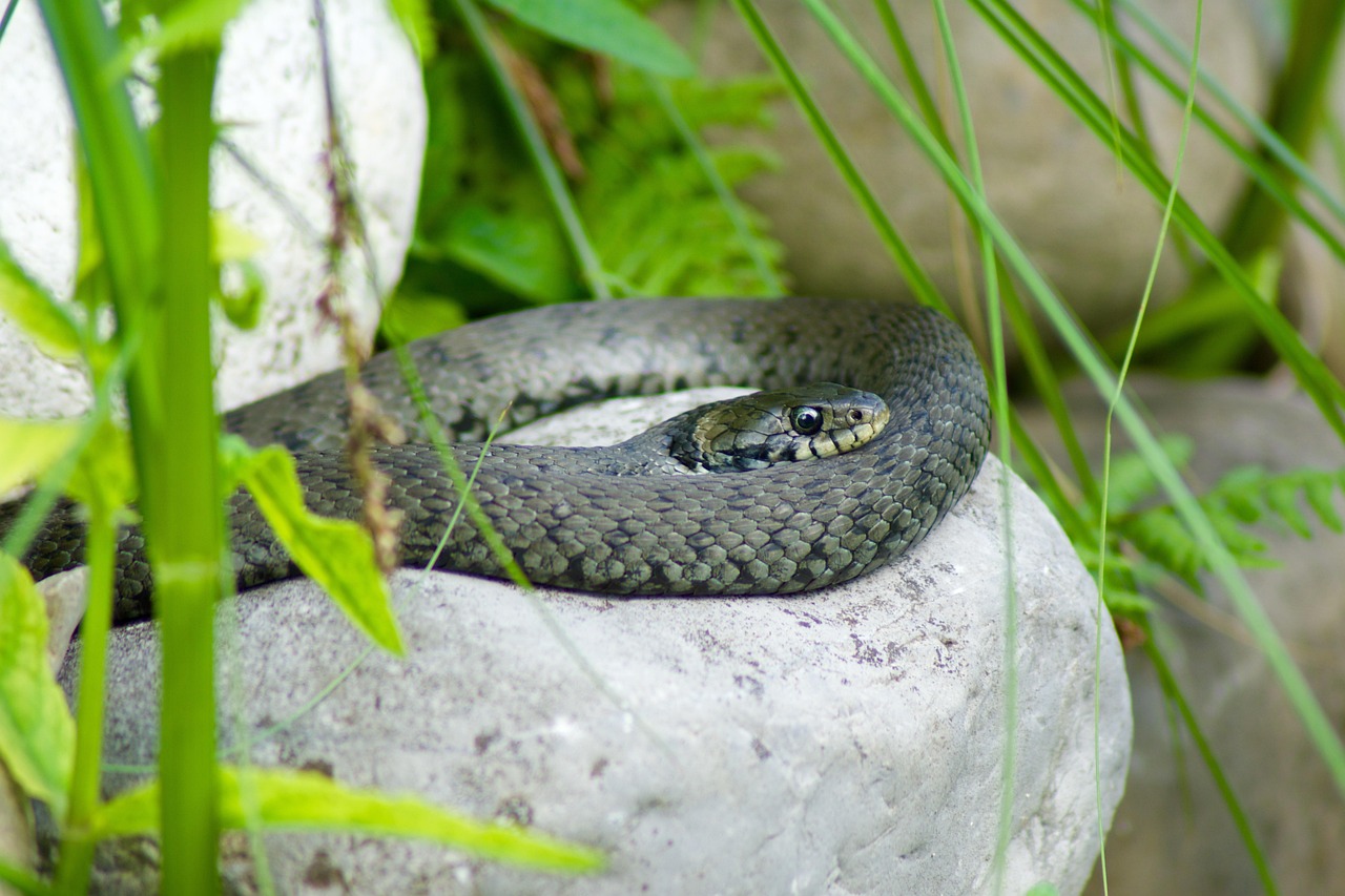 natter, line, nature, reptiles, on stone, lurk