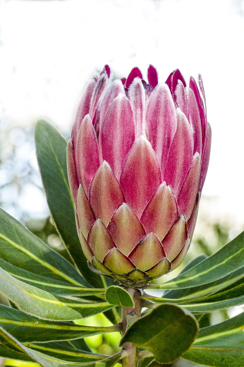 blossom, pink, plant, tree, blooming, floral, garden, natural, outdoor, gardening, perennial, close up, nature