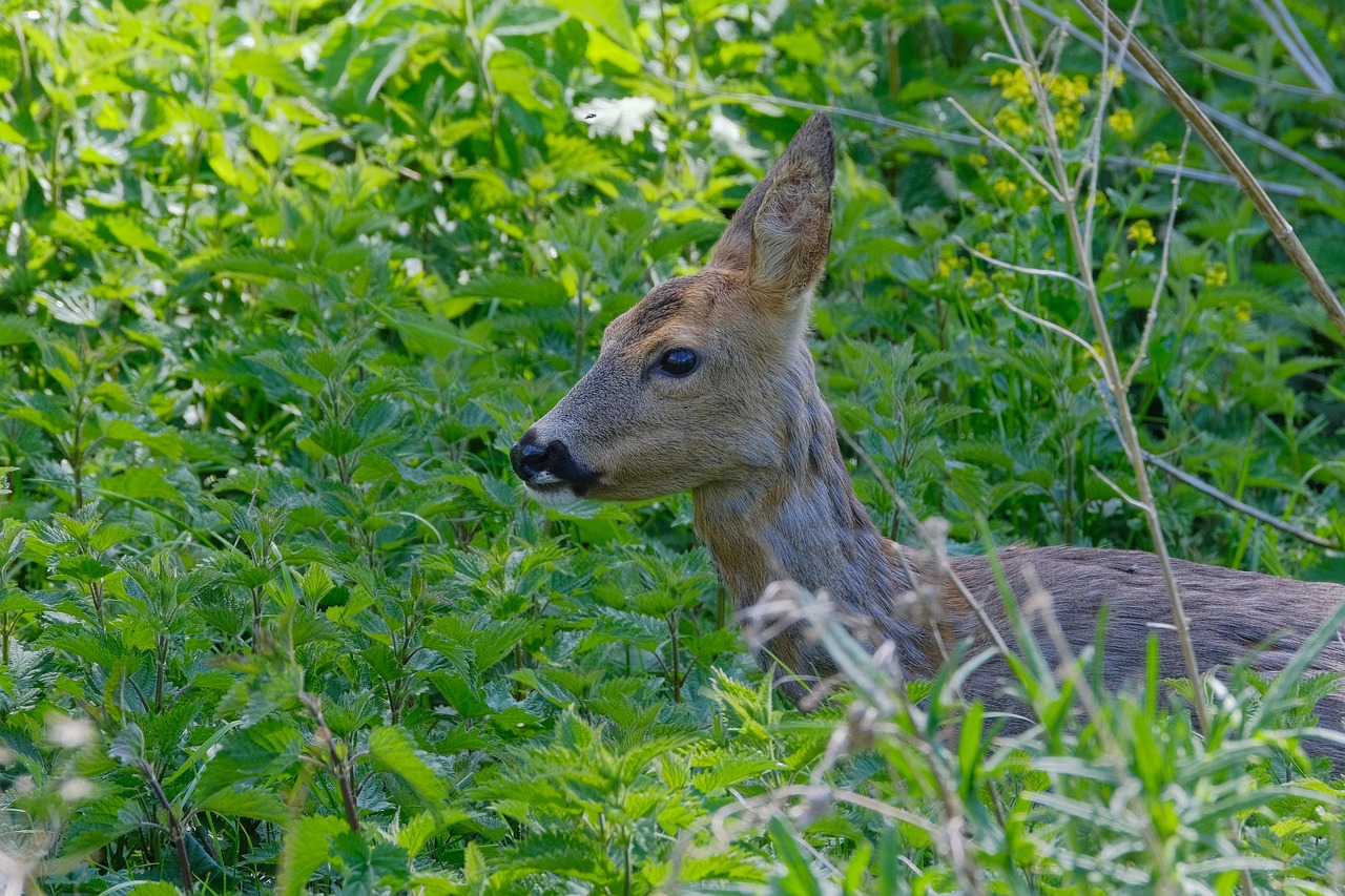 muntjac deer, animal wildlife, brown, deer, grass, wildlife, background, eye, forest