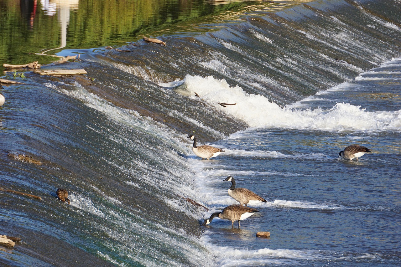 waterfall, arkansas river, wichita, kansas, geese