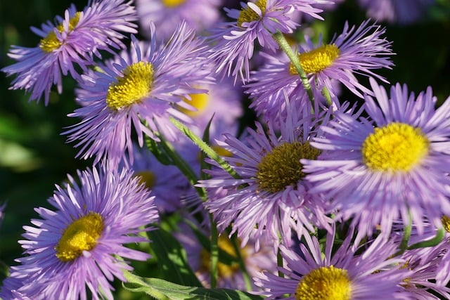 pink flowers, flowers, asters, nature, plants, flora, garden, ornamental plants, flowering plants, angiosperms, close up, chrysanthemum, bloom, cereal, blooming