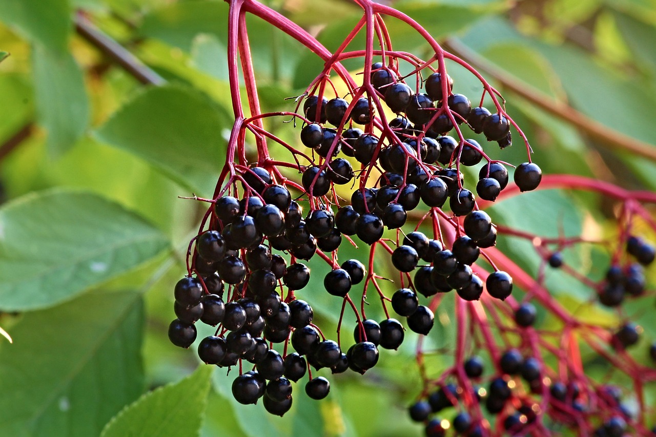 elder, sambucus, tire, healthy, raw, food, berry, vegetarian, elderberries, elderberry shrub, panicle, ingredient