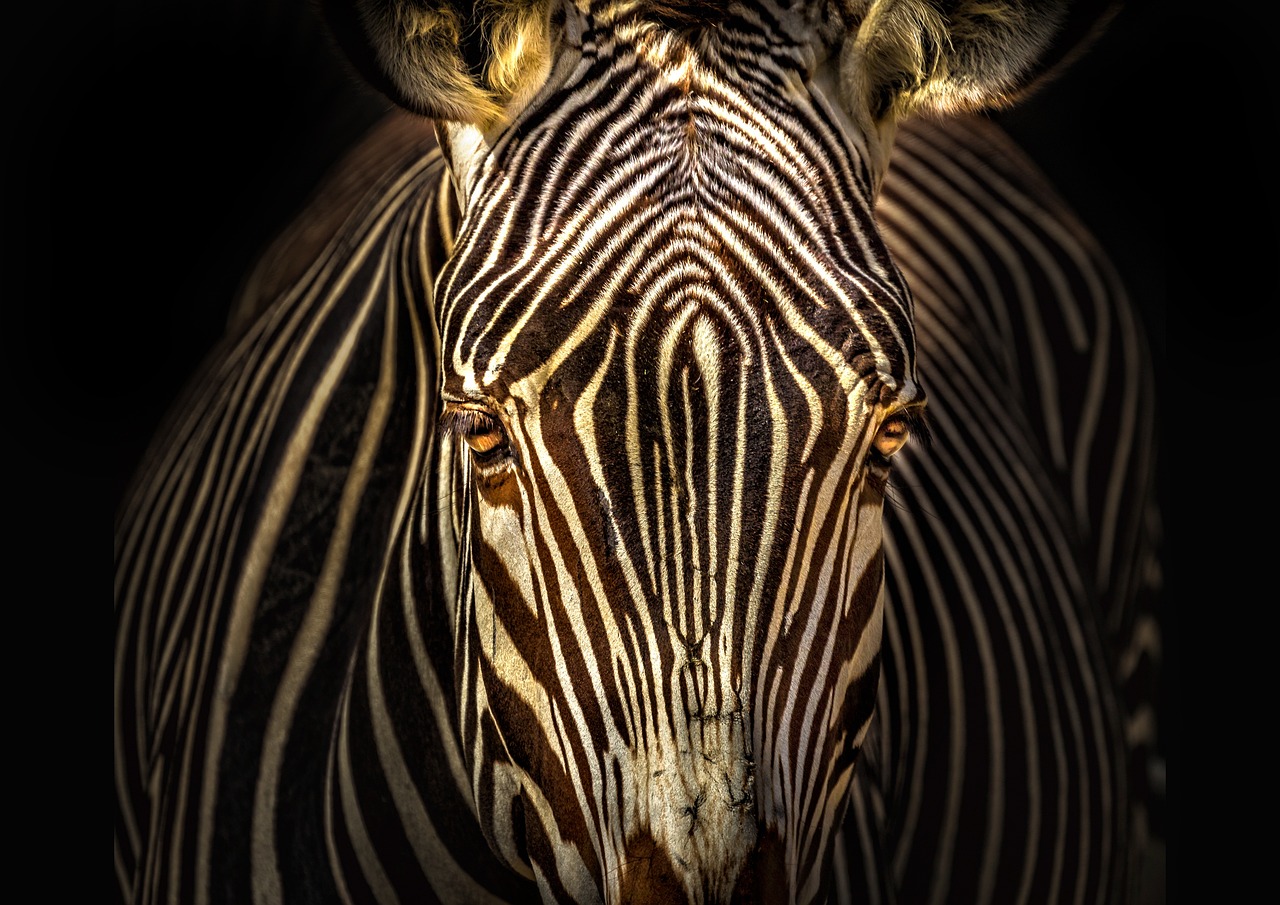 nature, fauna, no person, zebra, animal, zoo