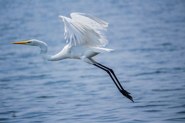 bird, great egret, ornithology, species, fauna, nature, avian, animal, wildlife, wings, flying