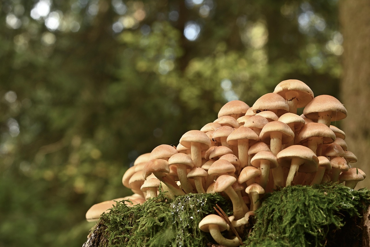 mushrooms, fungi, forest, tree stump, nature, moss, root, small mushrooms