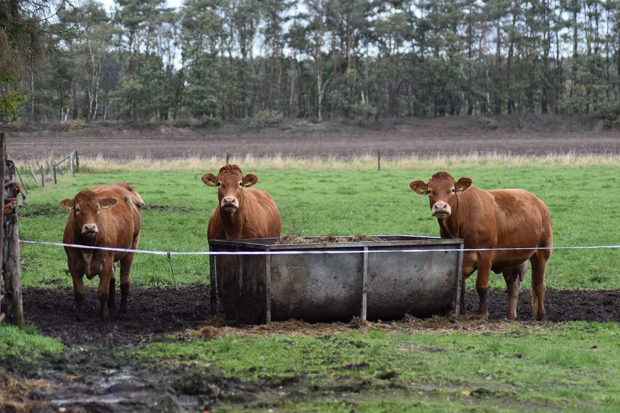cow, food, meadow, cows, graze