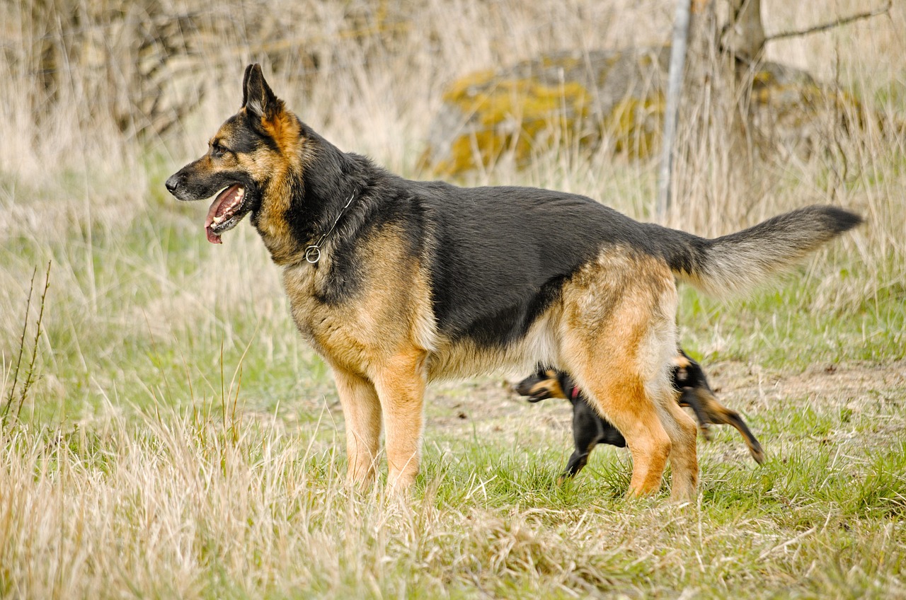 dog, german shepherd dog, outdoors, grass, pet, animal, alsatian, german shepherd, canine