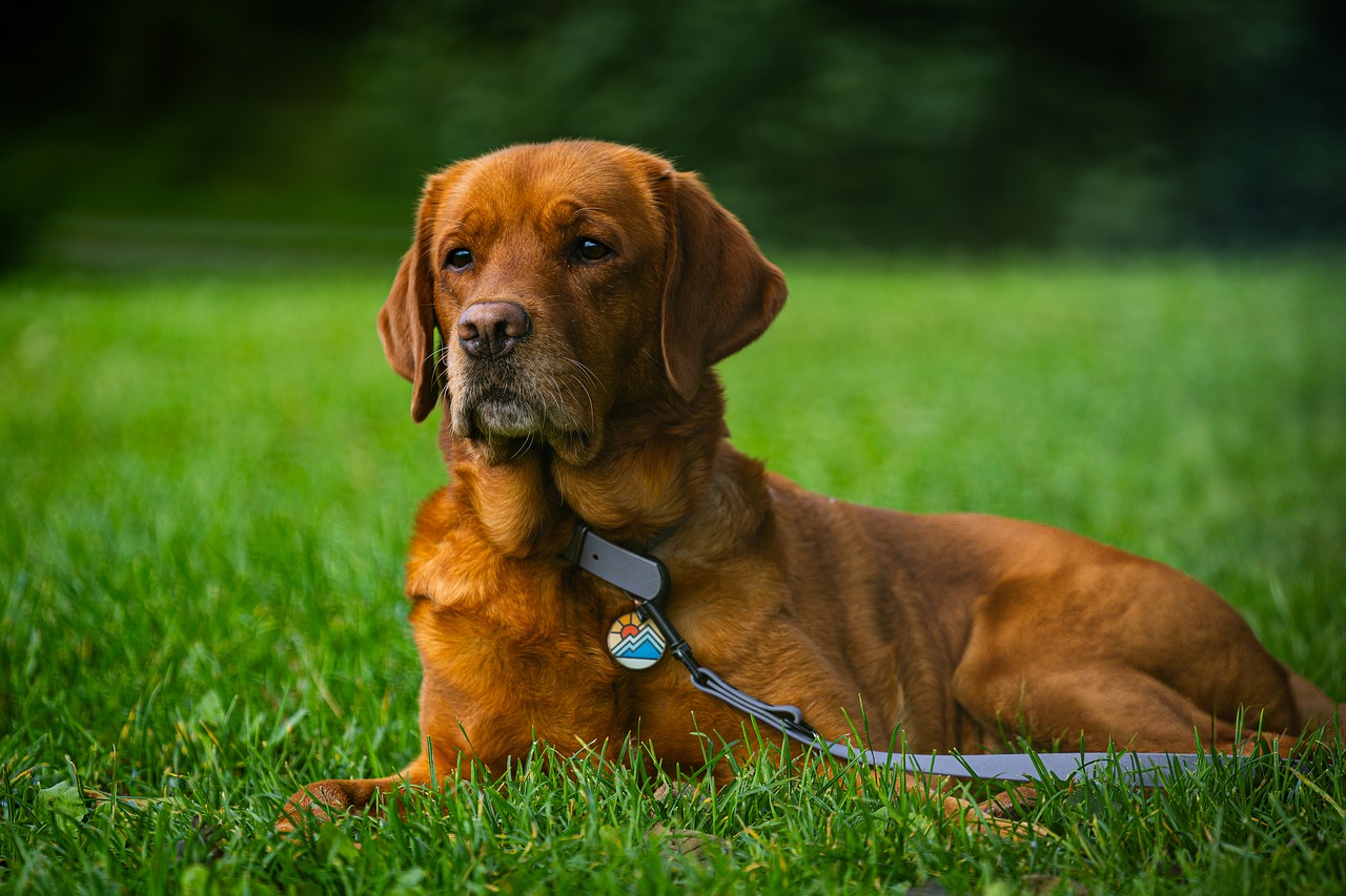 portrait, animal, pet, nature, pose, mammal, dog, adorable, domestic, collar, labrador, norway, scandinavia, parc, stavanger, grass