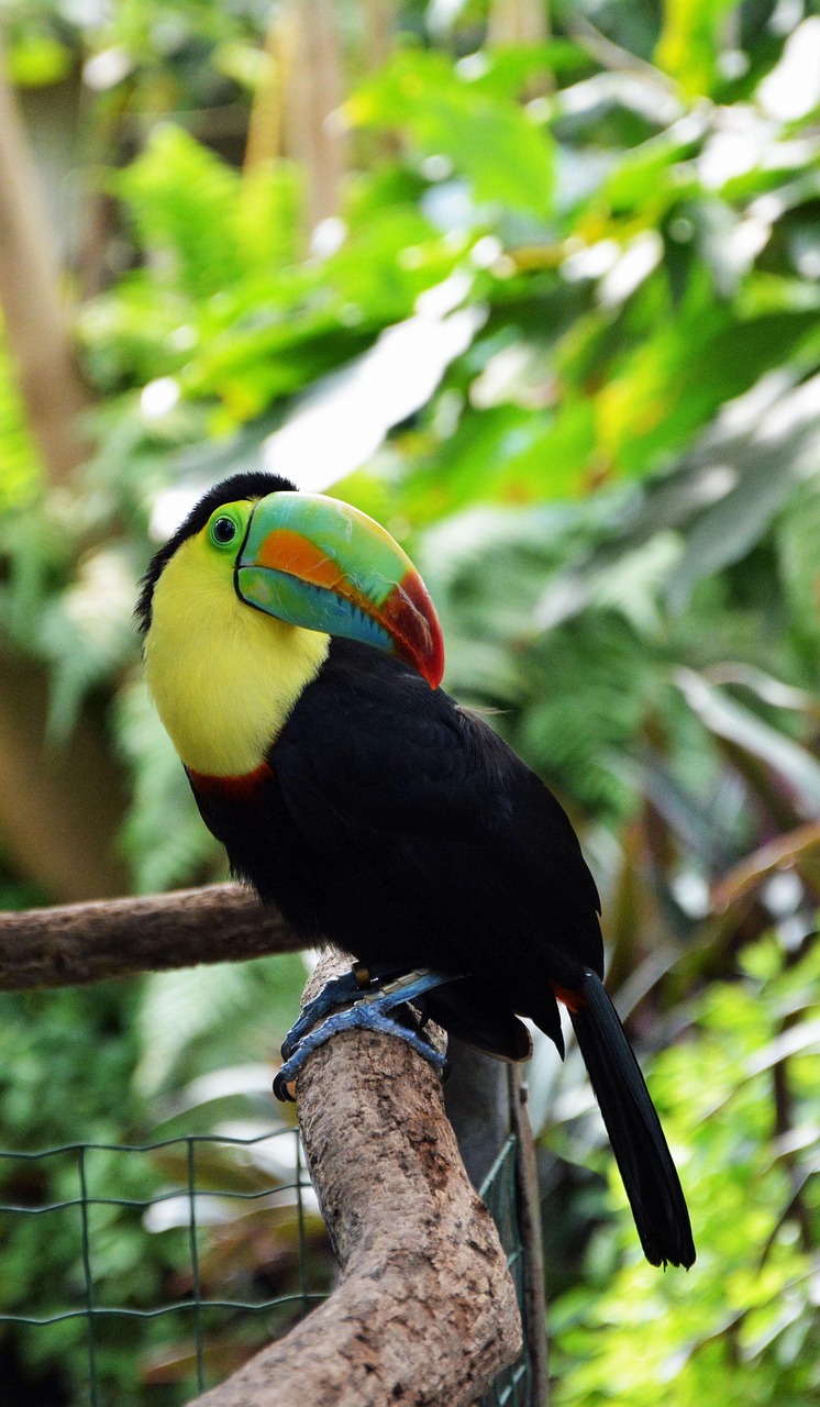 tucan, bird, tropical bird, plumage, multicoloured, animal, feathers, beak, zoo, papillonrama