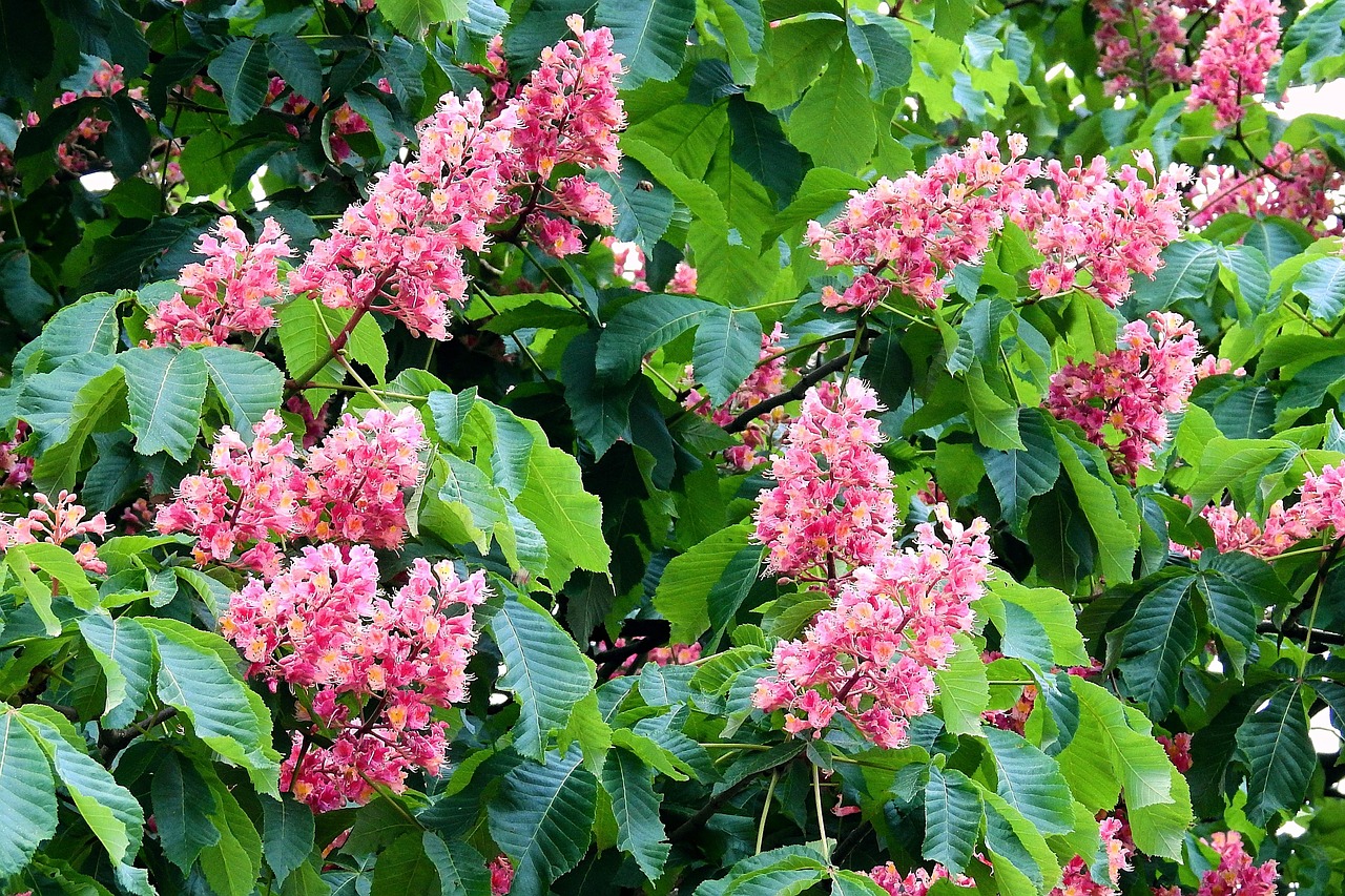 red horse chestnut, spring, nature, flowering, flower chestnut