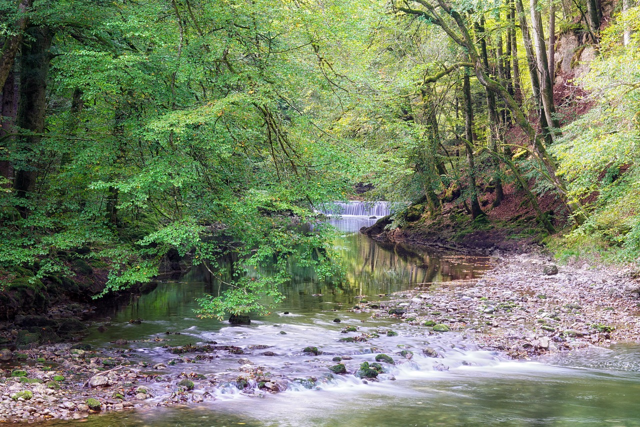 forest, river, leaves, course, fall, water, fluent, nature, landscape