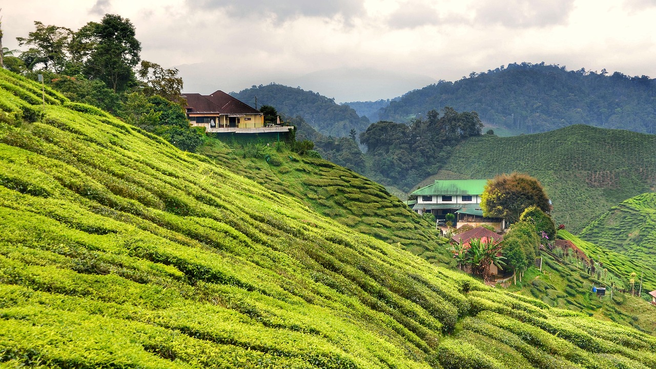 tea, plantation, cameron, highlands, malaysia, plants, nature, mountain, landscape, hill, panoramic, agriculture, rural, outdoors, countryside