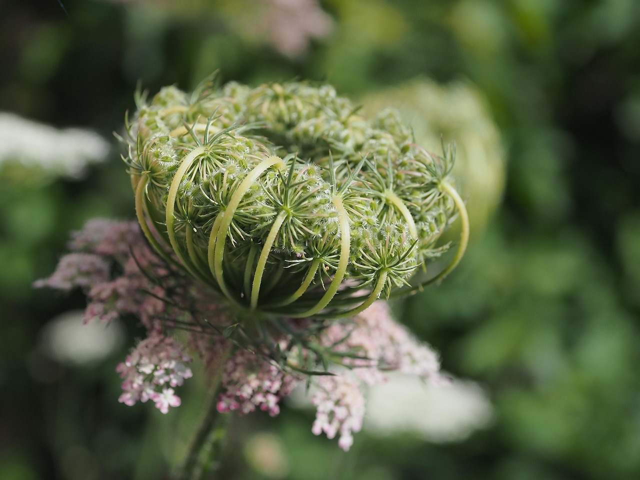 umbelliferae, wild carrot, blooms, nature, summer, plant, growth, botany