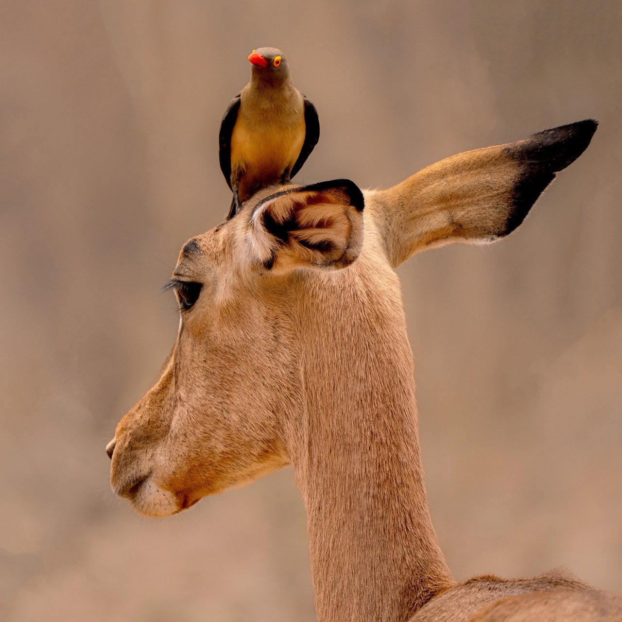 impala, maggot hackers, wildlife, antelope, symbiosis, nature, animals