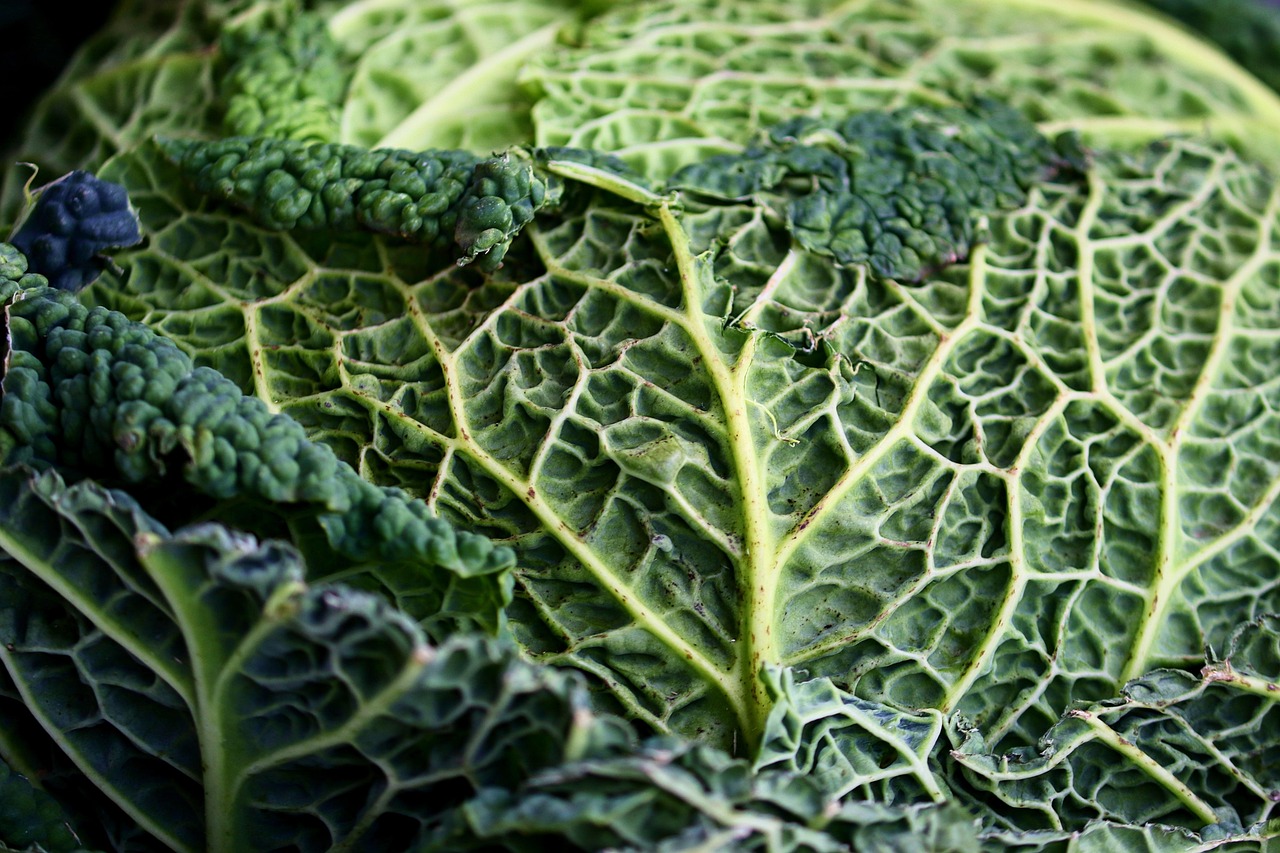 savoy, cabbage, vegetables, healthy, savoy cabbage, meal, green, food, vitamins, leaves, vegetable cabbage, curled leaves, fall, stew, green leaves, white cabbage, herb, raw, agriculture, vegetable stand, edible
