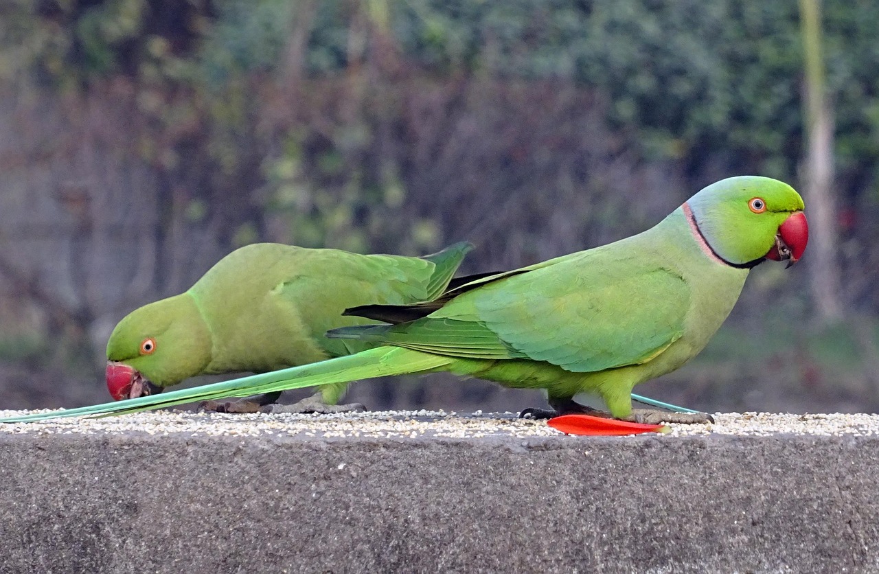 bird, parakeet, green, tropical, parrot, fauna, rose-ringed parakeet, psittacula krameri, ring-necked parakeet, delhi, india