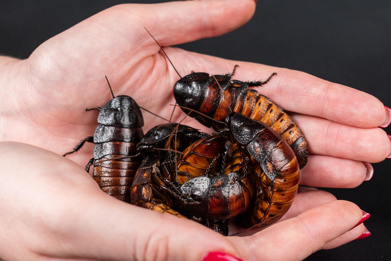 madagascar hissing cockroach, hissing cockroach, animals, bug, close up, cockroach, exotic pets, gromphadorhina portentosa, insects, nature, roaches