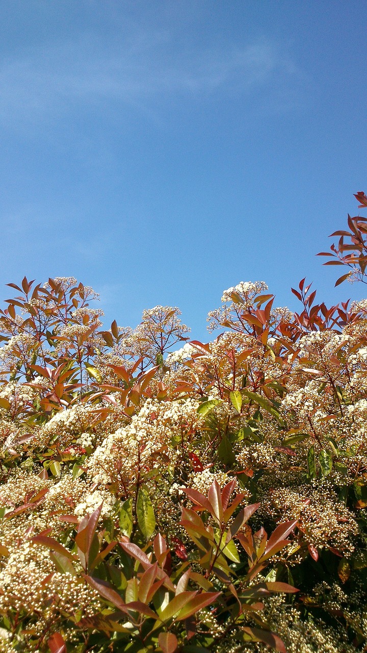 loquat, bush, red robin, garden, red