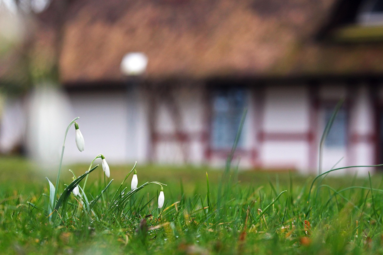 snowdrop, flowers, meadow, plant, bloom, blossom, spring, spring flower, beginning of spring, early bloomer, spring awakening, garden, nature, half-timbered house, village, closeup