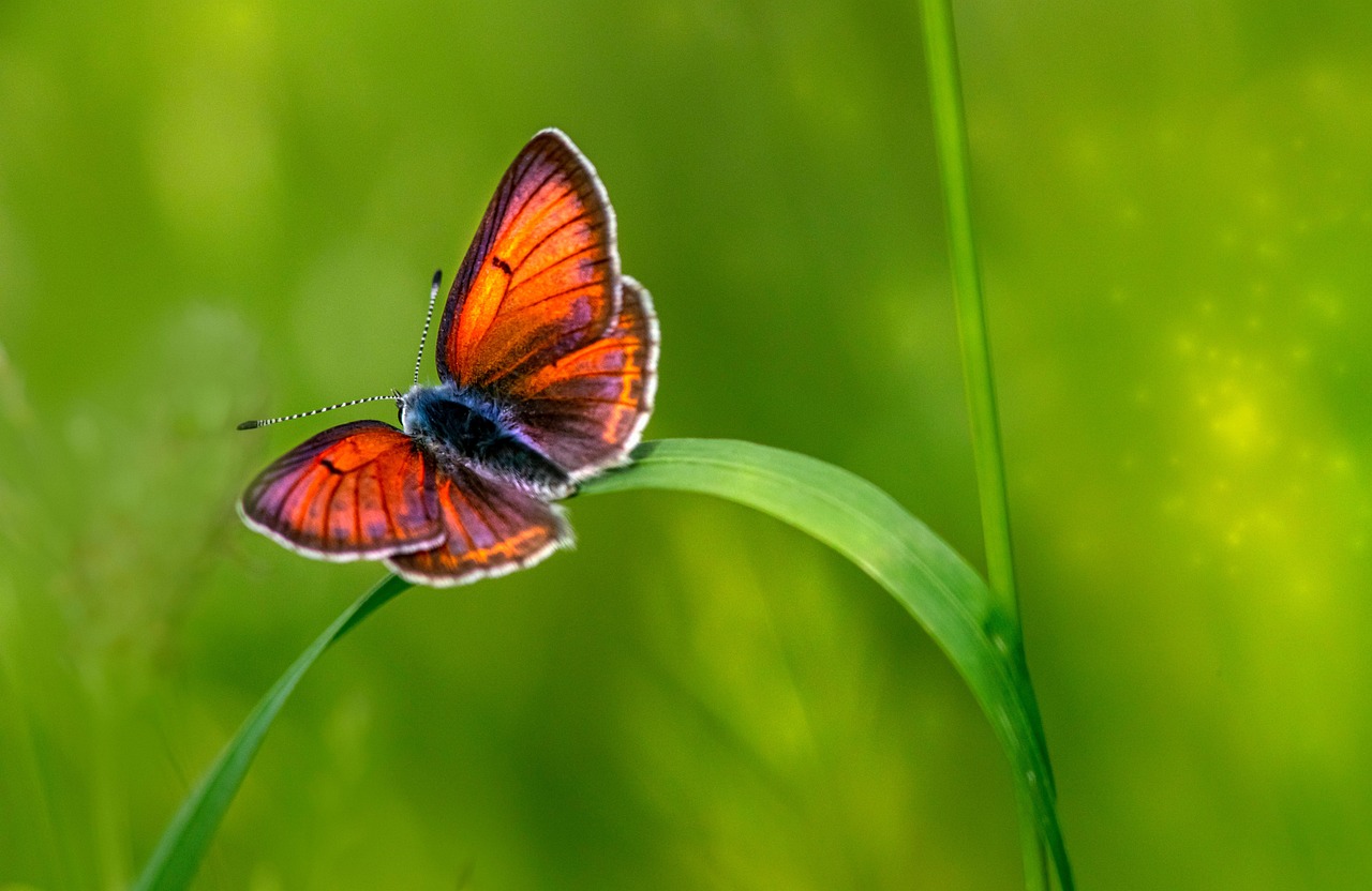 butterfly, purple edged copper, insect, nature, macro
