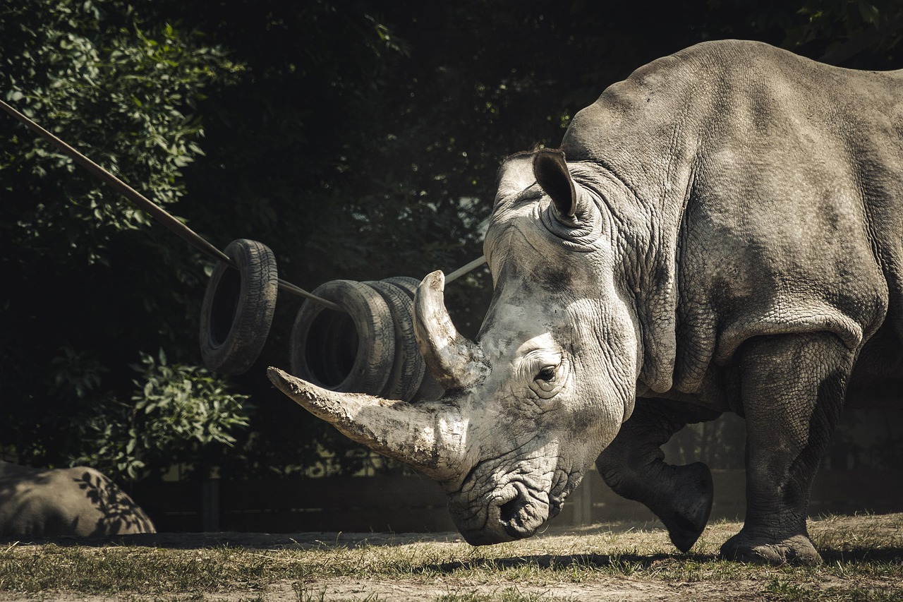 animal, rhinoceros, mammal, horn, zoo, rhino, nature, species, fauna
