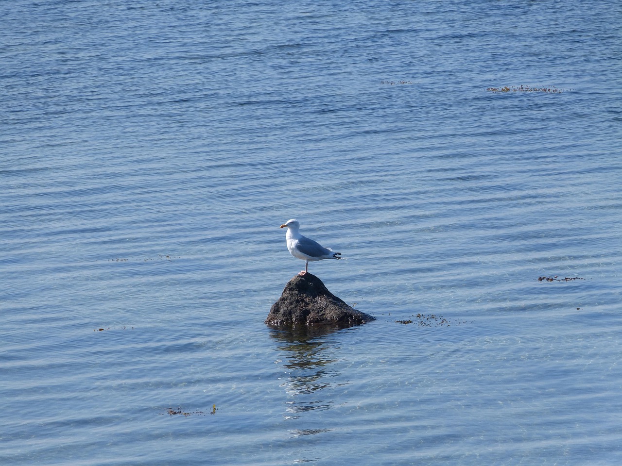 gull, baltic sea, geltinger bakshi