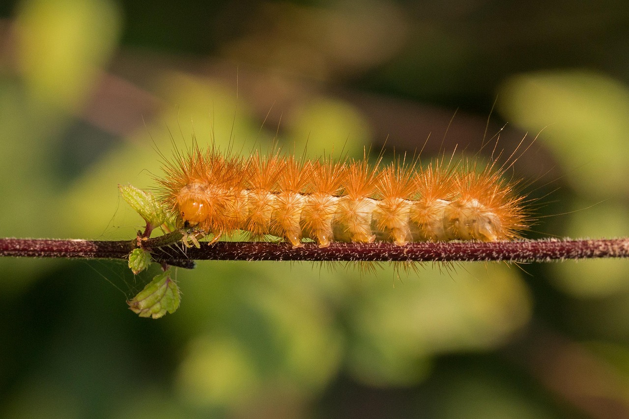 caterpillar, hairy, hair, cinnamon bear, bear moth, macro, close up, gold, golden, wayside, edge of the forest, gluttonous, wolf down