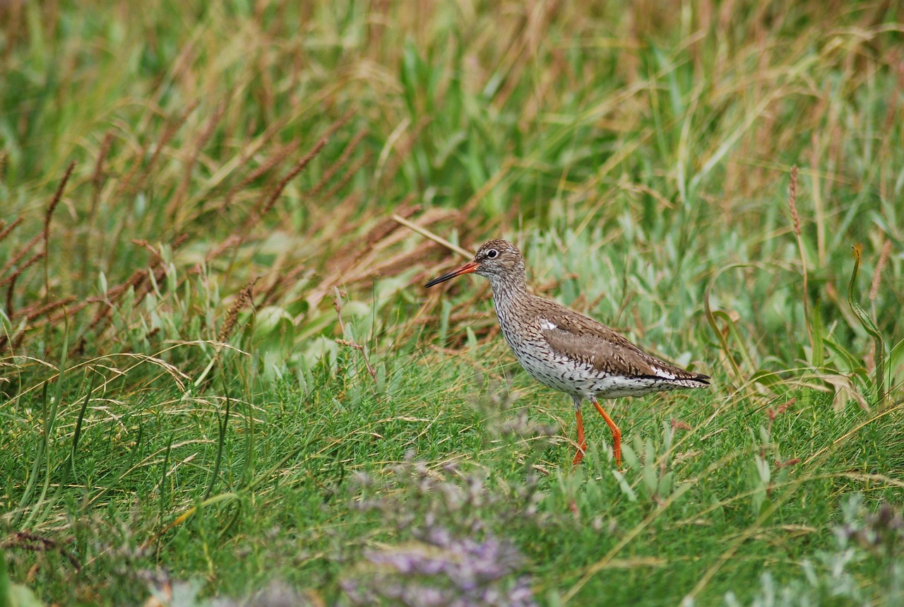 redshank, snipe, bird, birds, north sea, jade bay, animal, close up, coast