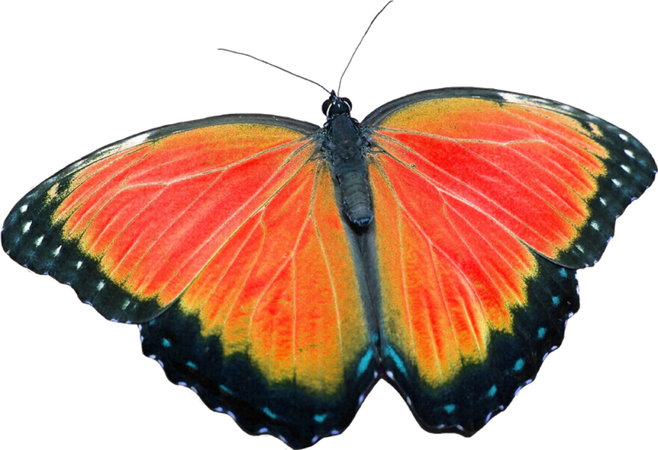 butterfly, without background, craft materials