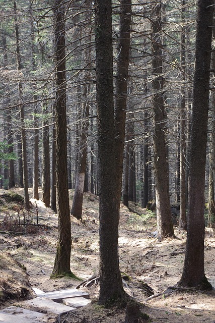 Gallery image 1