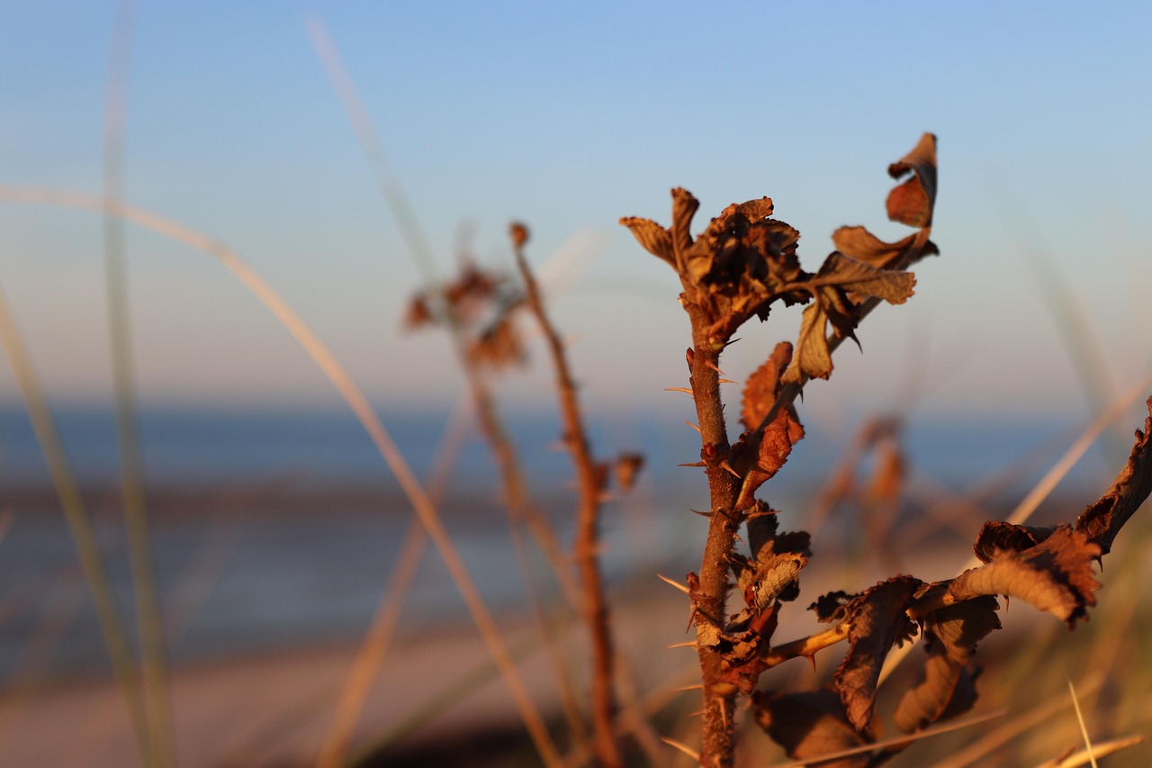 beach thistle, spiekeroog, island, north sea coast, north sea, coast, sea, tide, evening light, unesco weltnaturerbe, beach, sand, heaven, beauty, wonder, robust, prickly, sand dunes, nature, shades of brown, thistle, to travel, vacations, peaceful