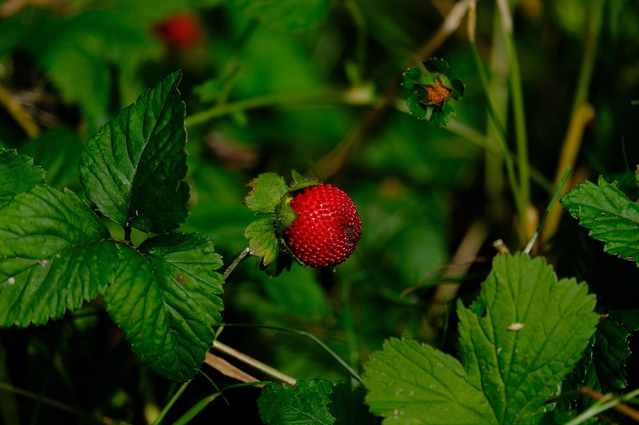indian mock strawberry, strawberry, fruit, red, potentilla indica, ornamental plant, translucent strawberry finger herb, mock strawberry, false strawberry, indian strawberry, slip fruit