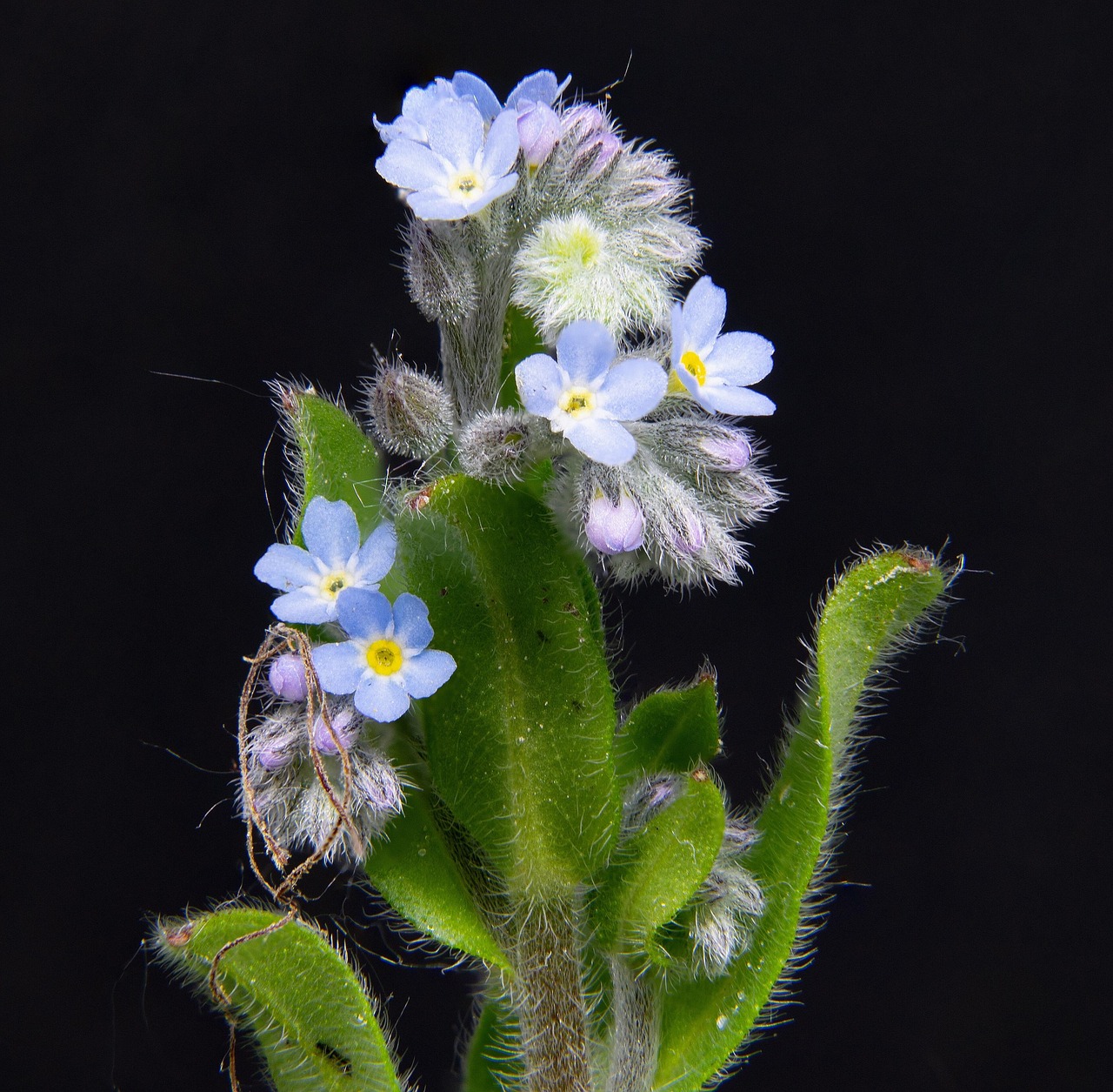 forget me not, pointed flower, close up, myosotis alpestris, macro, blossom, bloom, blue, flower, plant, blue forget-me-not, meadow plant, blue forest forget-me-not, ornamental plant, blue flower, spring, bloom, nature