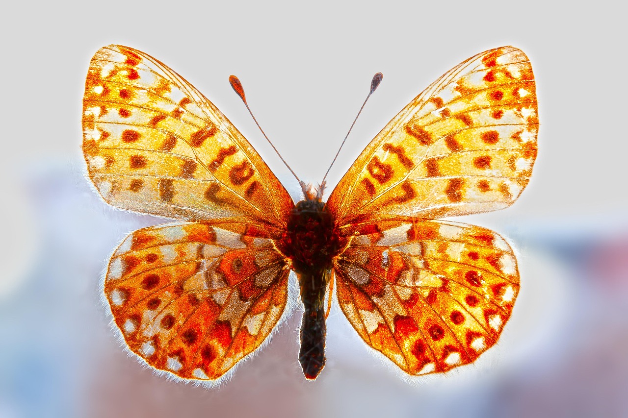 butterfly, flight, backlighting, nature, insect, wing, freedom, yellow, orange