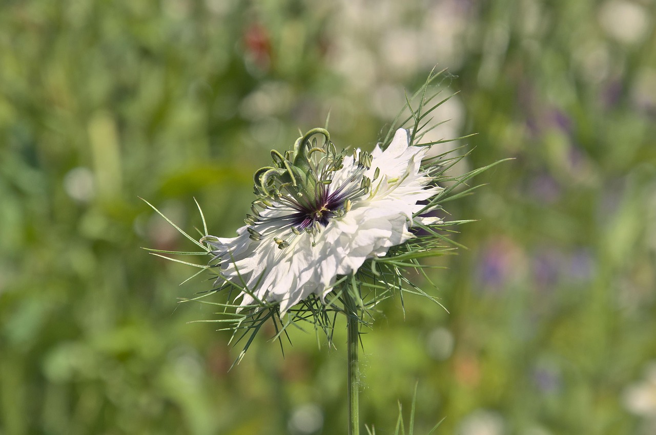 real black cumin, black cumin, flower, blossom, bloom, white, garden, spices