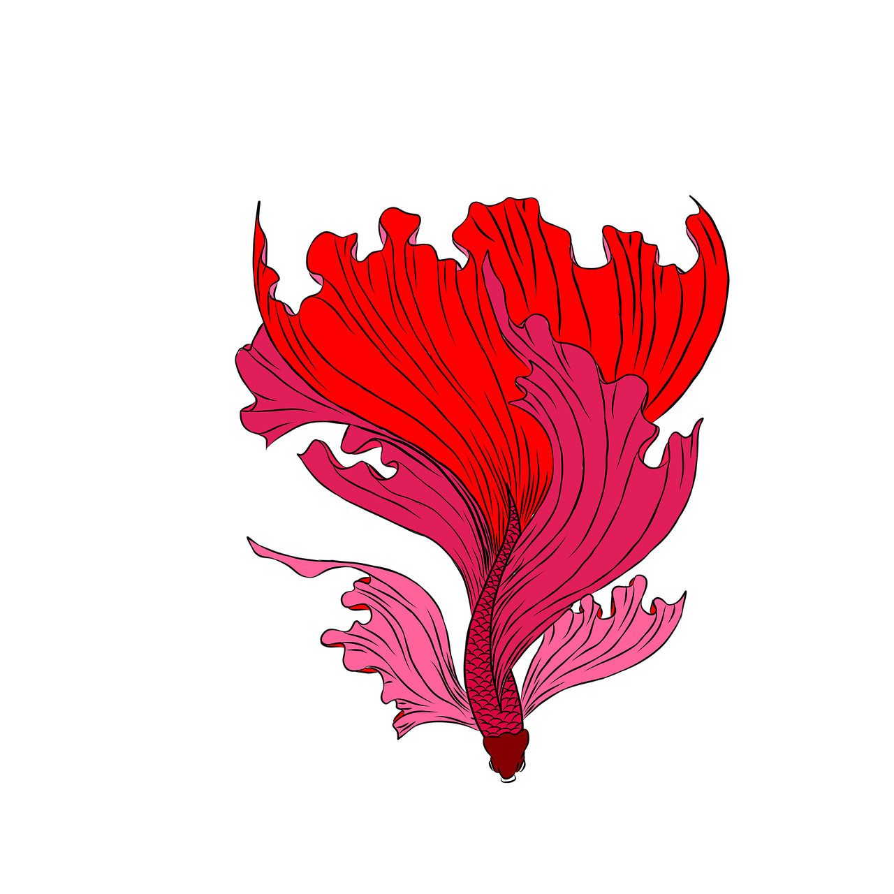 betta fish, fighting fish, fish, red betta fish, red fish, siamese fighting fish, animal, cut out