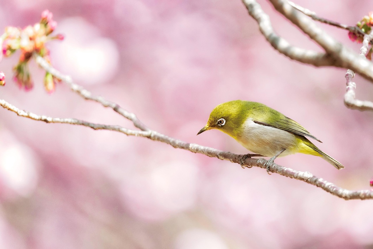 eye, bird, branch, sitting, animal, white-eye, zosterops japonicus, wild animals, down, feathers, beak, cherry blossoms, spring, pink, natural